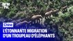 L'étonnante migration d'un troupeau d'éléphants en Chine