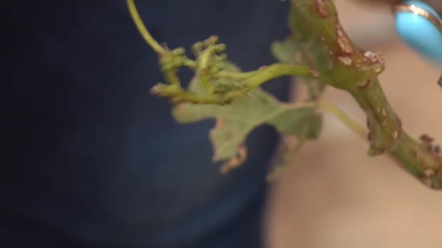 Las tormentas destrozan los viñedos de la Ribera del Duero