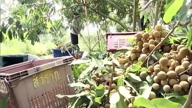 สารคดีเฉลิมพระเกียรติ ในหลวง ร.๙ (2559) - ตอนที่ 5 รอยยิ้มจากหยาดเหงื่อ