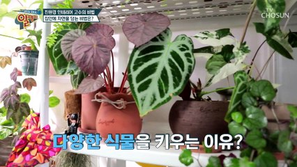 내 집을 푸릇푸릇하게 꾸미자 식물 배치 꿀팁 공개^^ TV CHOSUN 20210606 방송
