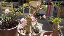 how to get seeds from adenium plant or desert rose plant