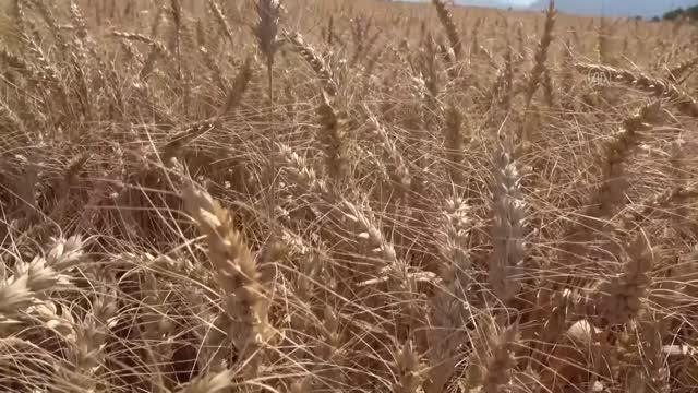 Aydın Ticaret Borsası Başkanı Çondur: İlimizde buğday ekili alan yüzde 37 arttı