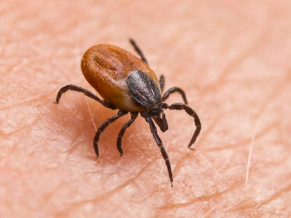 Zecken auf dem Vormarsch: So kannst du dich schützen
