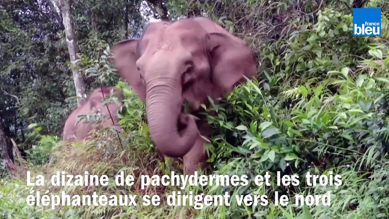 Un troupeau d'éléphants en vadrouille en Chine