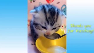 Top Funny Cat Videos of The Weekly - TRY NOT TO LAUGH
