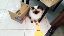 رد فعل قططي لما شافوا لعبه الدجاجه الصارخه ----Cats Reaction To The Yelling Chicken Toy