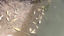 KAHRAMANMARAŞ - Meydana gelen balık ölümlerinin nedeni araştırılıyor