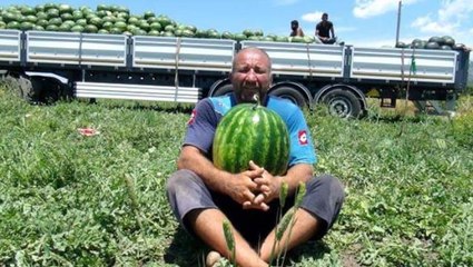 Ne spor salonu, ne hoca! 4 kez dünya şampiyonu olan güreşçi karpuz tarlasında idman yapıyor