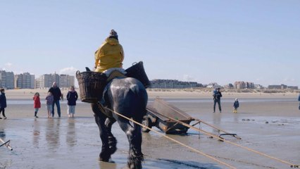 Belgium’s first female horseback shrimper