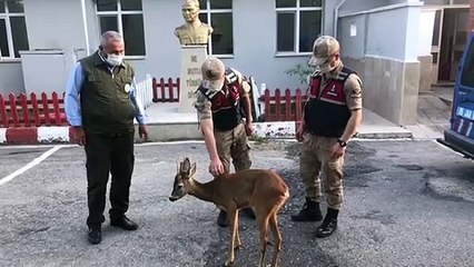 Yaralı karacayı bulan jandarma yetkililere teslim etti.