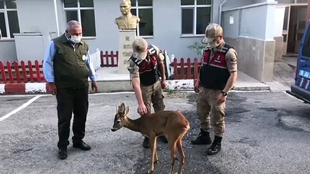 Yaralı karacayı bulan jandarma yetkililere teslim etti.