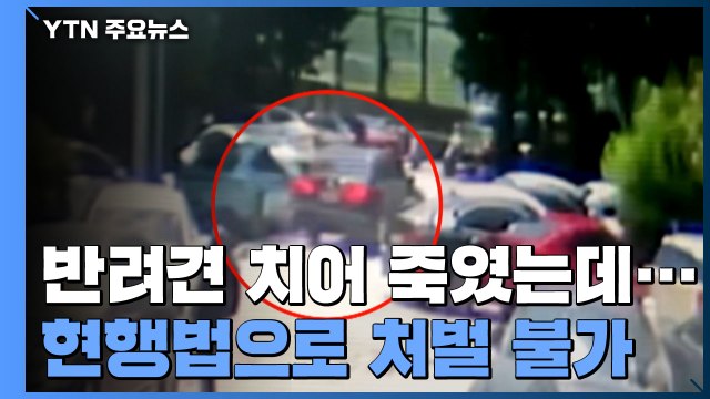 8년 키운 반려견 치어 죽였는데... 현행법으로 처벌 불가 / YTN