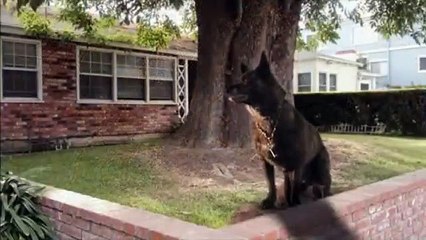 The Amazing Wizard Of Paws - Part 01 HD Watch