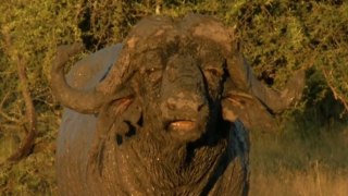 African Wildlife Documentary Hindi अफ्रीकी वन्य जीवन हिन्दी (HD) Ep - 3