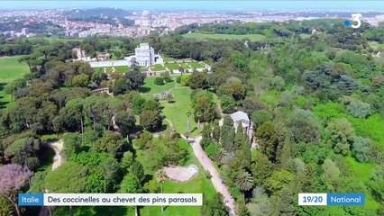Rome : la coccinelle utilisée contre un parasite qui a détruit 80% des pins parasols