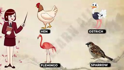 Birds name with pictures for kids
