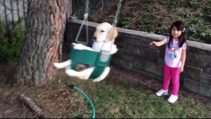 কুকুরটির এসব কর্মকান্ড দেখে আপনি হতভম্ব হয়ে যাবেন ! প্রানীদের সবথেকে আজব এবং উদ্