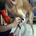 Köpeğin 'protez ayakla' koşma sevinci