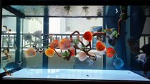 Beautiful Bamboo Discus Tank Setup | Planted Discus Aquarium
