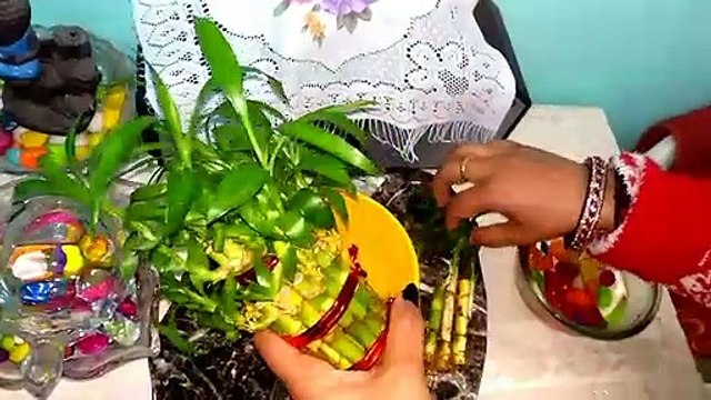 Saving Lucky Bamboo | Lucky Bamboo Plant Care | How To Save Or Revive A Dying Lucky Bamboo Plant