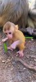 Lovely and Funny animals Lovely Monkeys Videos