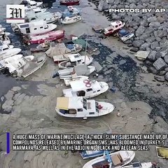 Turkey’s leader vows to cure Marmara of ‘sea snot’ flare-ups