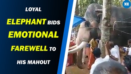 Loyal Elephant Bids Emotional Farewell to His Mahout Who Died of Cancer