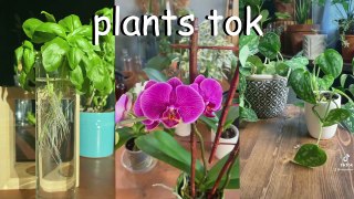 Plants on Tiktok | Gardening and Farming Compilation | Plants Tiktok Compilation | Houseplants Hacks |Plants parents should try