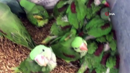 İstanbul'da kanatlı hayvan operasyonu: 38 İskender papağanı kurtarıldı