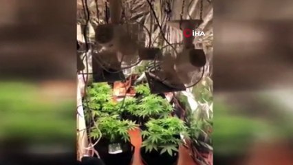 Elbise dolabı içinde kenevir yetiştirdi, polise yakalandı