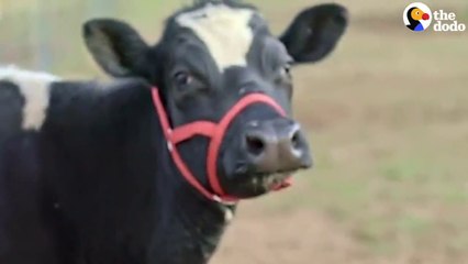 Mama Cow And Baby Have The Sweetest Reunion _ The Dodo # ONLY FOR ANIMAL LOVERS