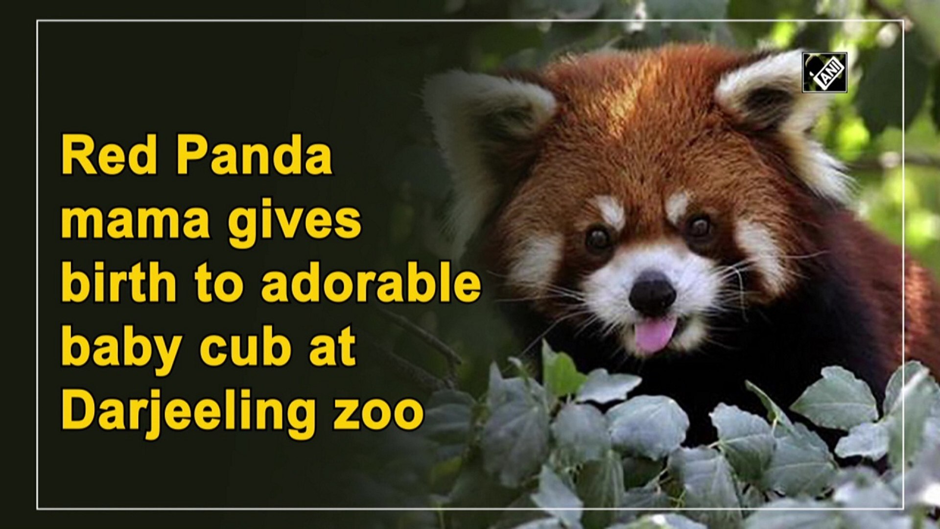Red Panda Mother Gives Birth To Adorable Baby Cub At Darjeeling Zoo Video Dailymotion