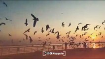 love sad status, amazing bird's flying travel videos Natural video