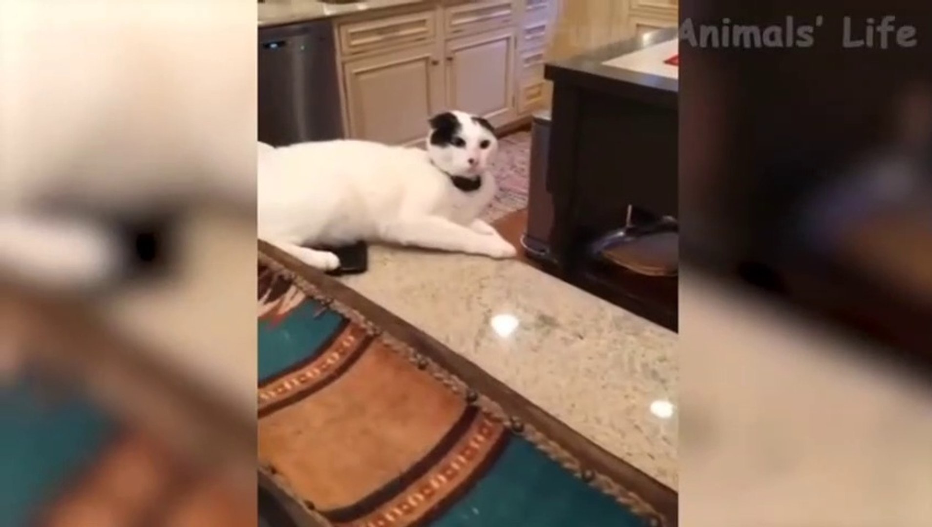 ⁣Funny pets videos  | funny dogs | funny cats | funny video | funny pets