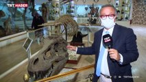 Gaziantep Zooloji ve Doğa Müzesi'nde milyonlarca yıllık fosiller sergileniyor