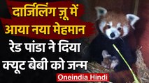West Bangal : Darjeeling Zoo में Red Panda ने दिया Cute Baby को जन्म | वनइंडिया हिंदी