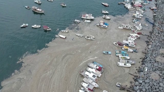 Turquie : qu'est-ce que la «morve de mer» qui envahit le littoral ?