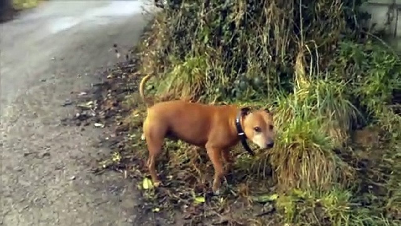See the dog Dancing outside the road|| And dancing by rotating as a wheel.
