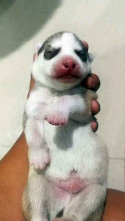 Hero The Husky 
