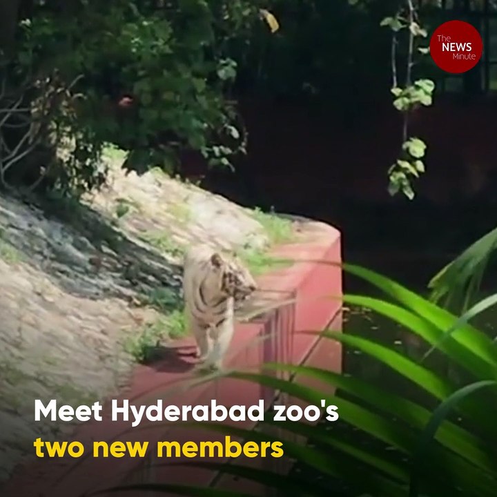 Hyderabad zoo gets two new members: A baby one-horned rhinoceros and a baby gaur