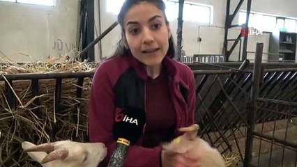 'Araf' ismini verdiği koyun, çocuğu gibi peşinden ayrılmıyor