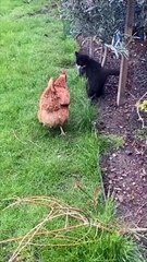 Chicken Chases Playful Kitten