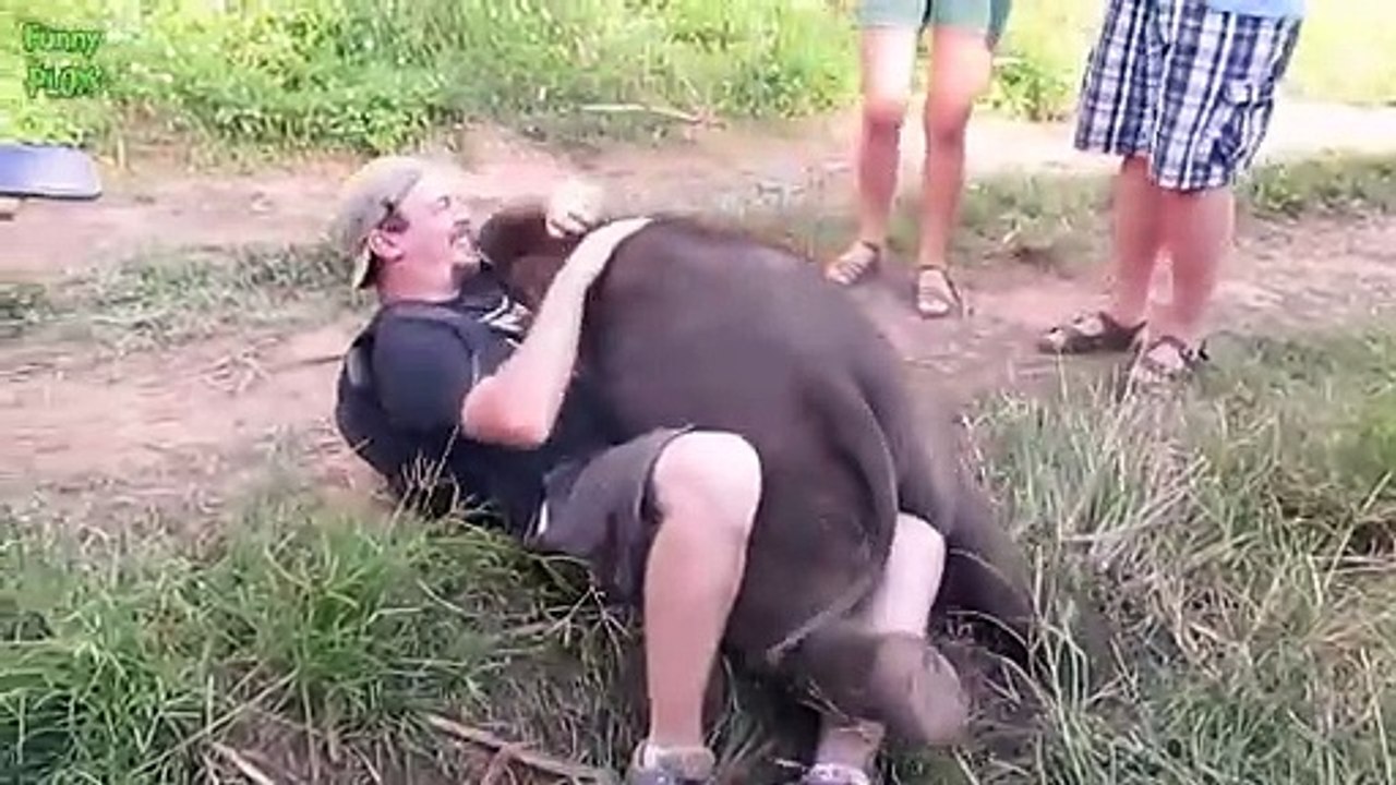 Most Funny And Cute Baby Elephant Videos Compilation