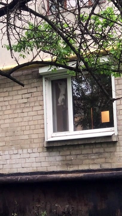 Cheeky Bird Taunts Kitty Through Window Screen