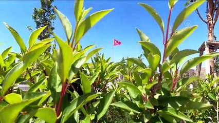 ERZURUM - Sokağa çıkma kısıtlaması nedeniyle sessizlik hakim