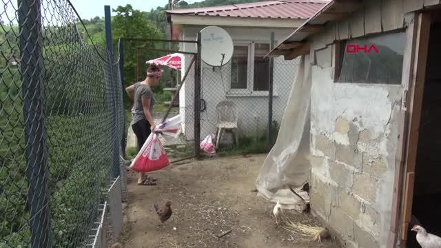 RİZE ÖZLEDİĞİ KÖYÜNE DÖNEN SEVTAP, TAVUK ÇİFTLİĞİ KURDU