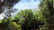 ANTALYA - Serik ilçesinde orman yangını