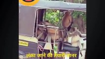 Funniest Animals  - Best Of The Monkey Compilation Funny Animal Videos  - Cutest Animals Ever 