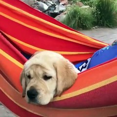 Cute baby animals Videos Compilation cute moment of the animals #63
