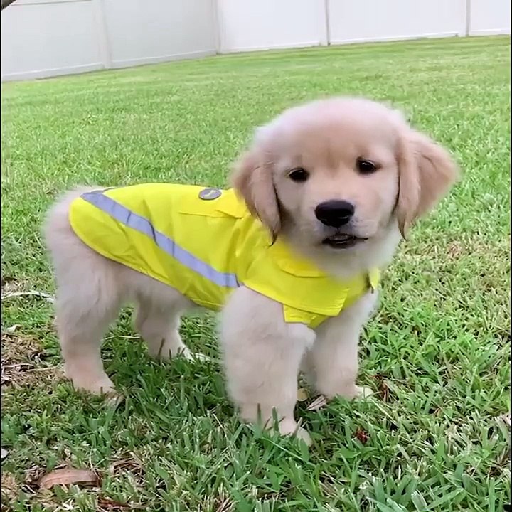 Cute baby animals Videos Compilation cute moment of the animals #67